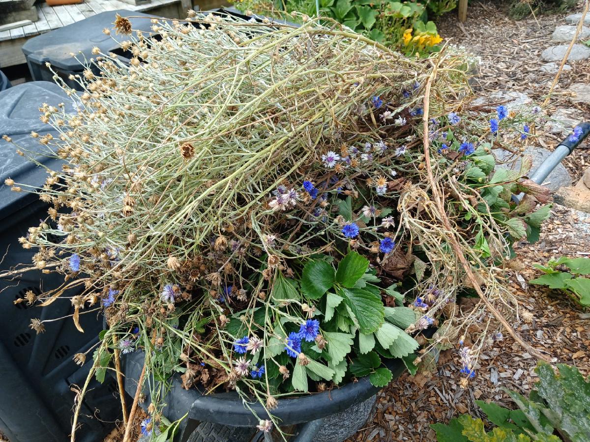 Wheelbarrow overflowing with discarded strawberry and cornflower plants.