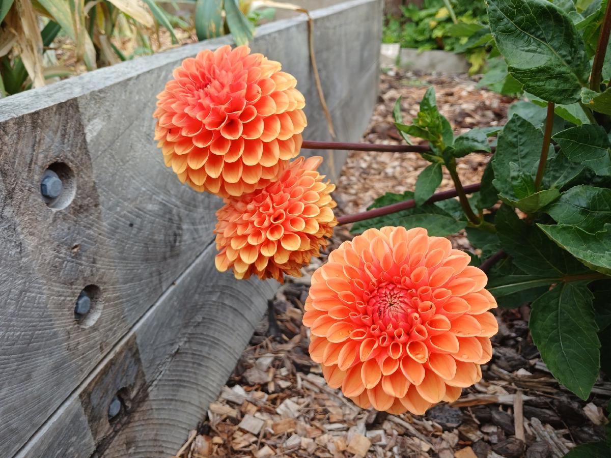 Close up view of three orange dahlia flowers glowing brightly.