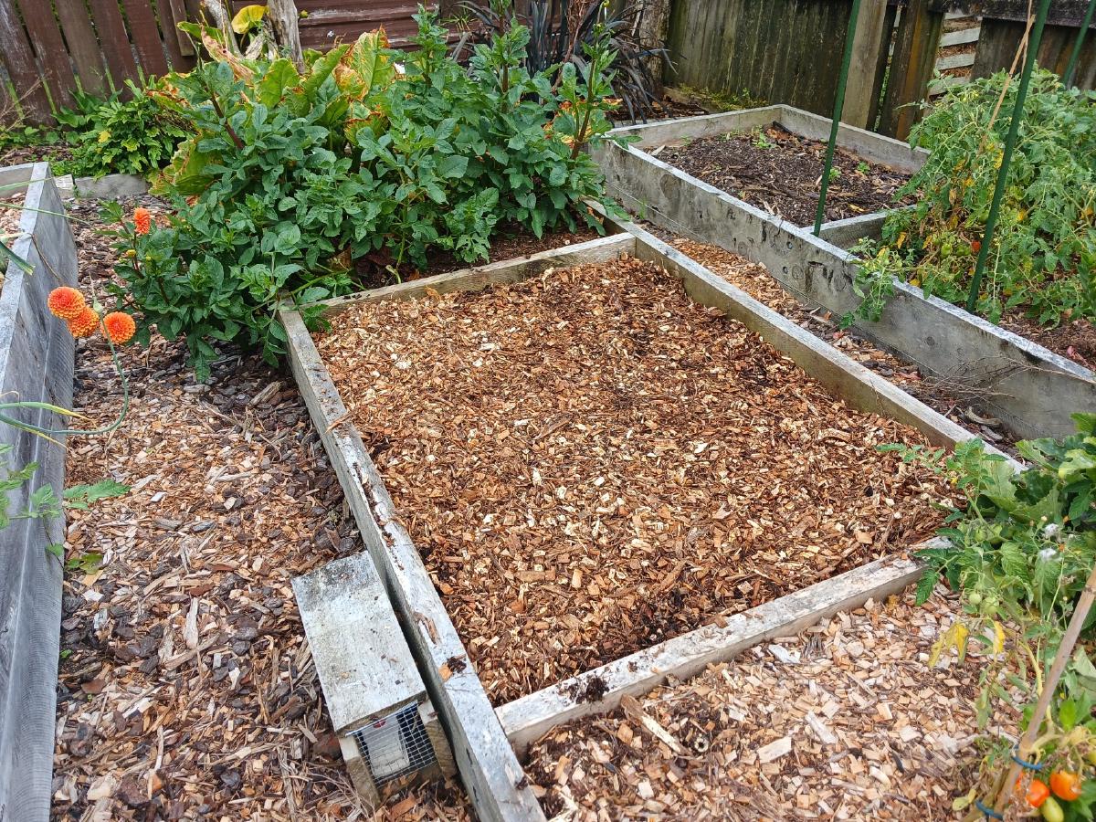 Raised garden bed mulched with woodchip, waiting to be planted.